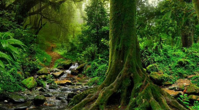 México: El gran bosque de agua tiene el 2% de la biodiversidad mundial (MXCity)
