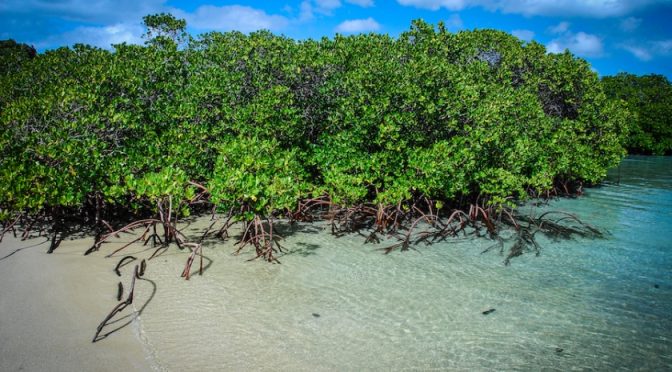 Los manglares son vitales: mira seis cosas que puedes hacer por ellos (ONU)