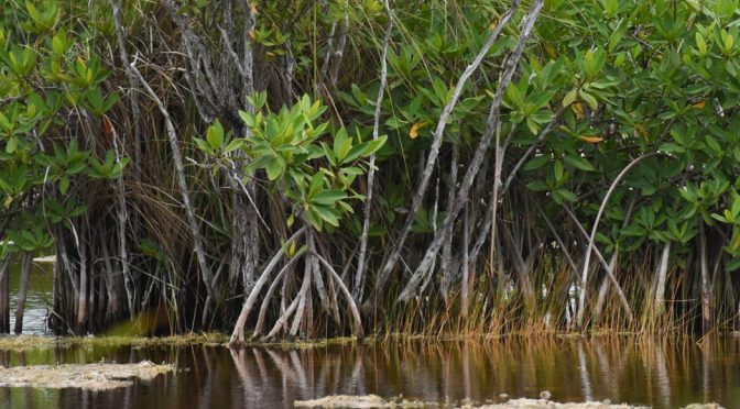 México es el cuarto país con más superficie de manglares en el mundo (Sopitas)