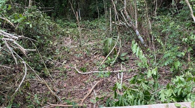 Quintana Roo – Laguna de Bacalar, bajo amenaza por venta de lotes inmobiliarios en zona protegida (Milenio)