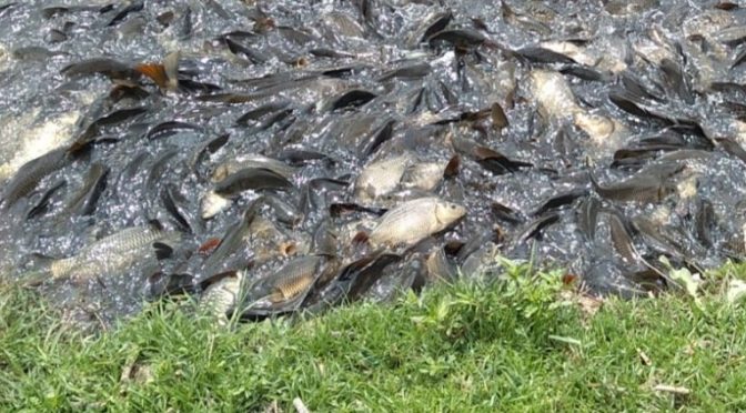 Atizapán de Zaragoza – Reportan muerte de peces en presa Madín, Edomex, por contaminación (La Jornada)
