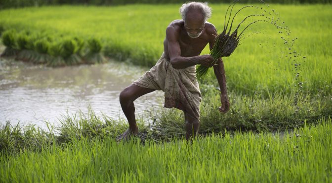 Mundo – Cómo alimentar a la población mundial sin agotar el agua dulce del planeta (El País)