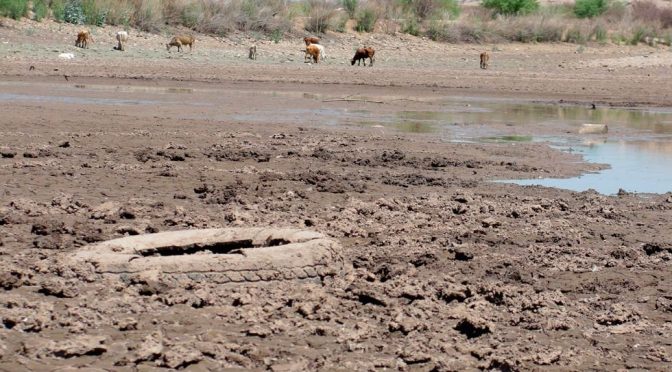 Chihuahua – Tuvieron pérdidas por sequía (El Diario)
