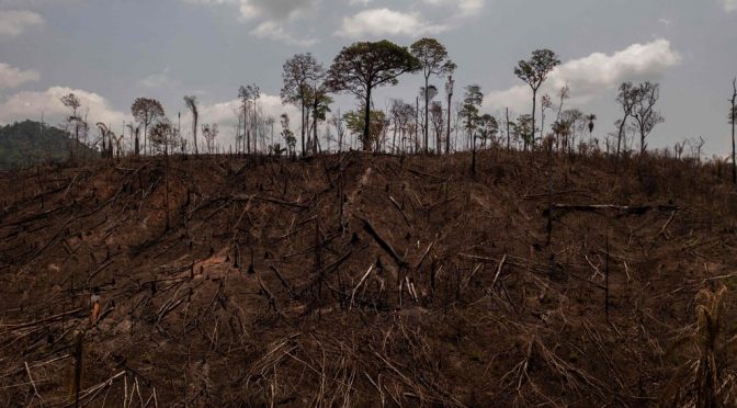 Mundo-Plan de reforestación COP26 ¿basado en “Sembrando Vida” o en idea de 2014 en Nueva York? (El Universal)