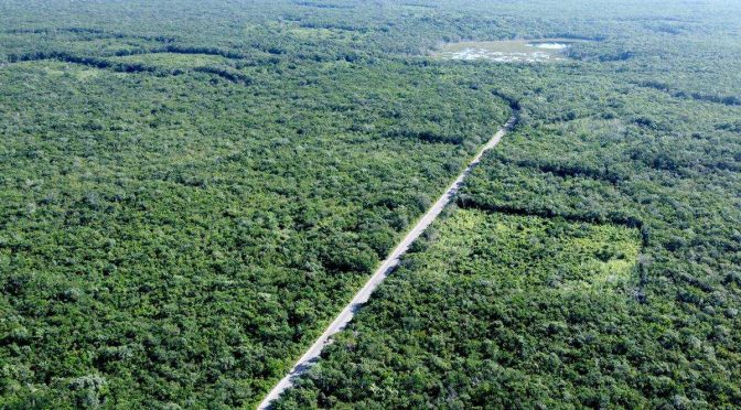 México- Talan selva para beneficiarse de Sembrando Vida; fotos antes y después (El Universal)