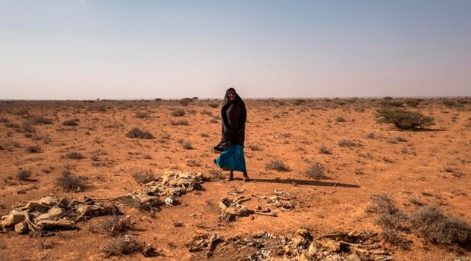 Mundo-La FAO alerta de que más del 80% de Somalia hace frente a condiciones de sequía grave (iagua)