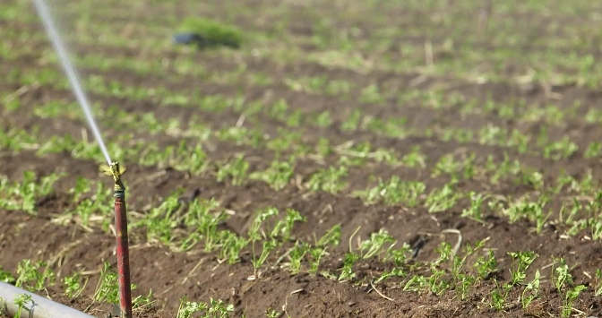 México- Agricultores de México le apuestan al “agua sólida” para preservar y fortalecer sus cultivos (CNN)