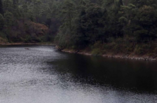Internacional – Cientos de delfines muertos por los 41 grados de récord en las aguas amazónicas: “Estaba tan caliente que no tenían refugio” (El País)
