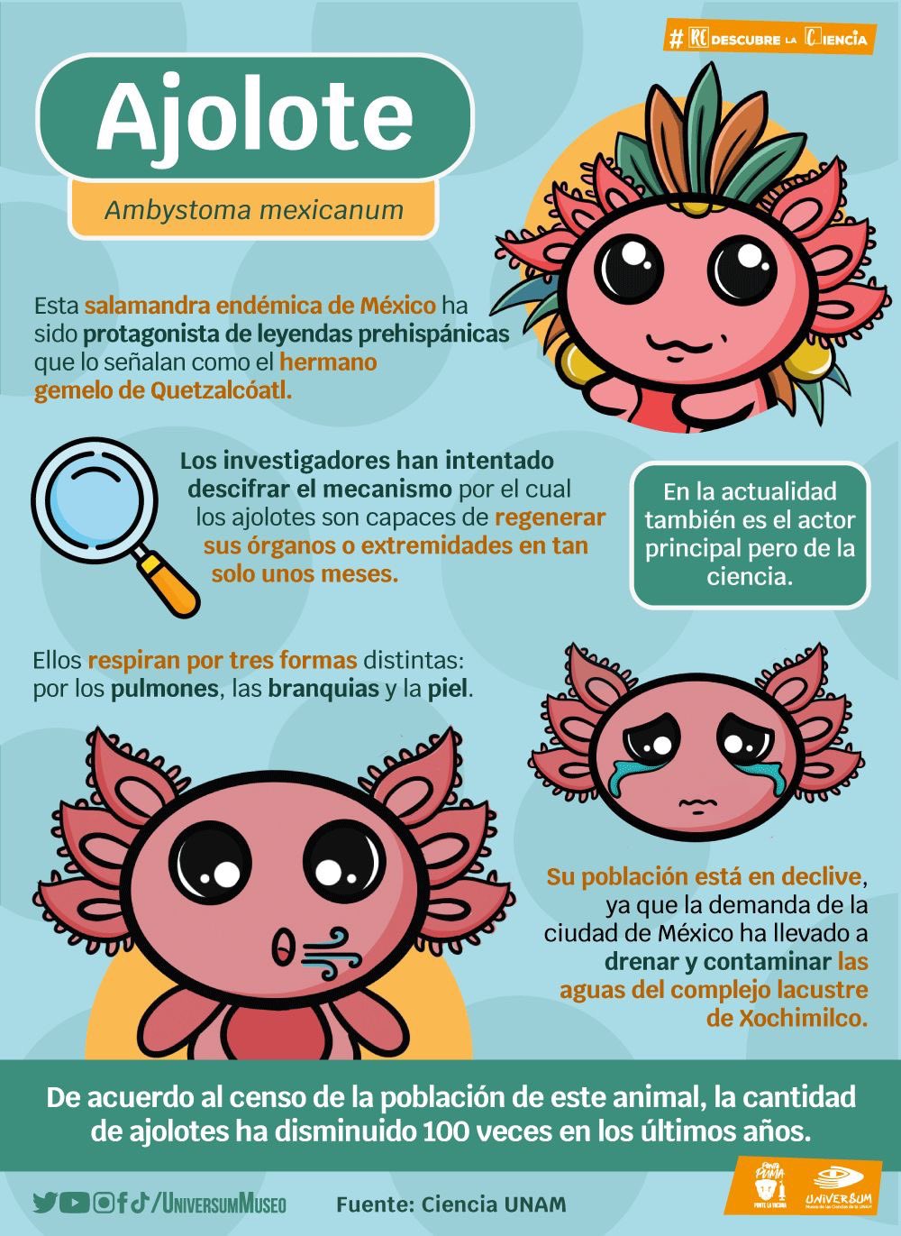 Ajolote (Infografía)- Ciencia UNAM