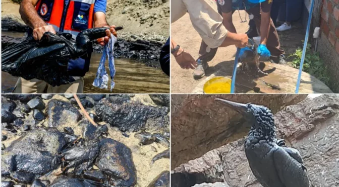 Mundo-Daño al ecosistema: los animales afectados por el derrame de petróleo de Repsol en Ventanilla (infobae)