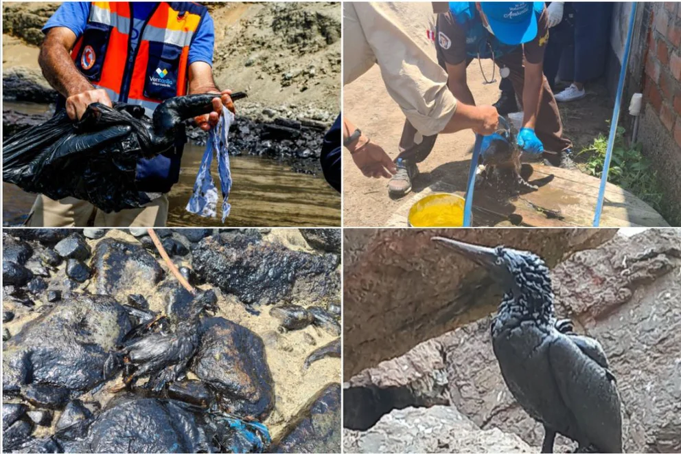 Mundo-Daño al ecosistema: los animales afectados por el derrame de petróleo de Repsol en Ventanilla (infobae)