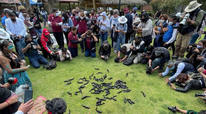 CDMX- Xochimilco liberó a 200 axolotes ignorando a la ciencia, sin plan de conservación y con el pronóstico de la UNAM de que morirán (Xataka)