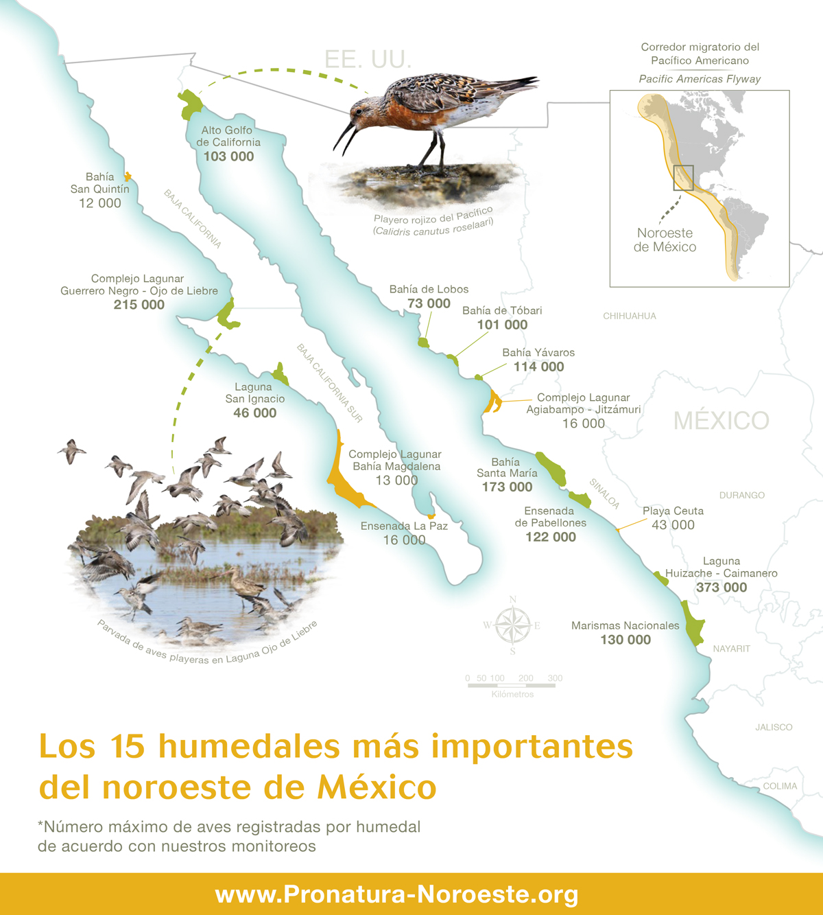 Monitoreo de aves migratorias en los humedales más importantes del noroeste de México (Infografía)-Pro natura