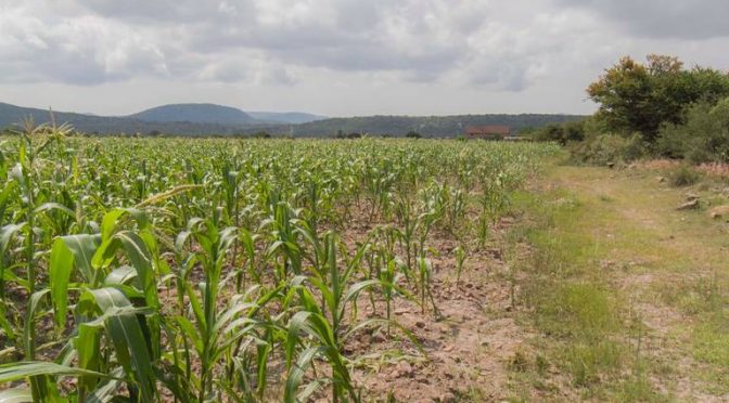 Querétaro-Sector agrícola consume el 70 por ciento de agua (El Sol de San Juan del Río)