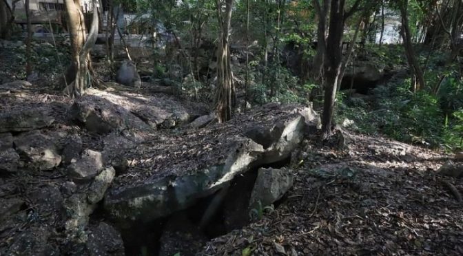 Yucatán-Ambientalistas y científicos piden consulta sobre el tramo 5 del Tren Maya (La Jornada Maya)