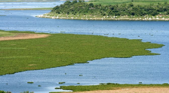Puebla-Faltan acciones para rescatar a laguna de Valsequillo en Puebla, a pesar de avances de estudios (Milenio)