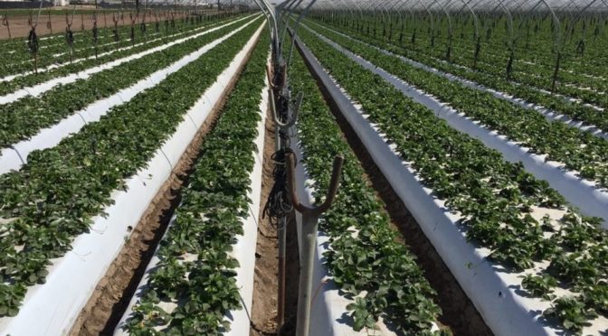 México-Sector agrícola debe mejorar consumo ante desperdicio de agua: experto (Milenio)