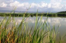 Mundo – Humedales de depuración del Delta del Ebro, ejemplo en sostenibilidad (El Ágora Diario del Agua)
