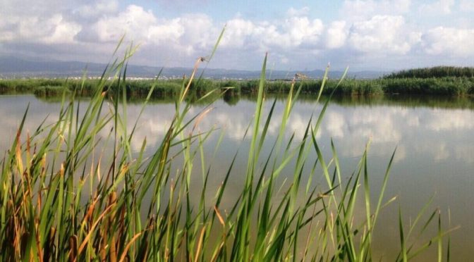 España – Humedales de depuración del Delta del Ebro, ejemplo en sostenibilidad (El Ágora Diario del Agua)