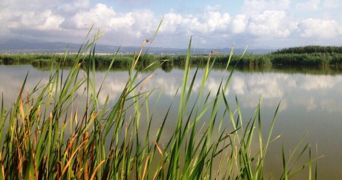 España – Humedales de depuración del Delta del Ebro, ejemplo en sostenibilidad (El Ágora Diario del Agua)