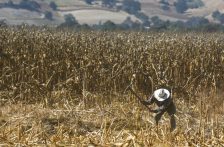 Hidalgo-En riesgo 16 mil hectáreas de cultivos por falta de agua en Hidalgo (La Jornada)