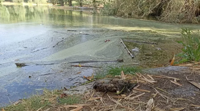 CDMX – Patos muertos y agua verde: denuncian contaminación en lago de Tezozómoc en CDMX (Milenio)