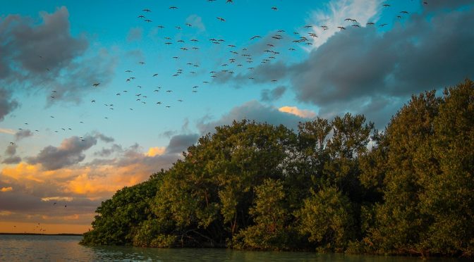 México – Salvar manglares es salvar vidas (meridiano.mx)