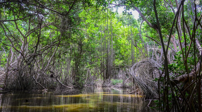 Mundo – Los manglares, un filtro vital que absorbe el CO2 (El Heraldo)