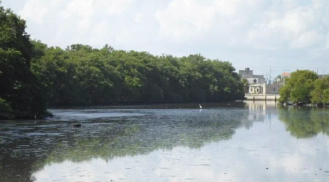 Campeche – El manglar en ‘Carmen’, impactado por: tala, asentamientos y contaminación (La Jornada Maya)
