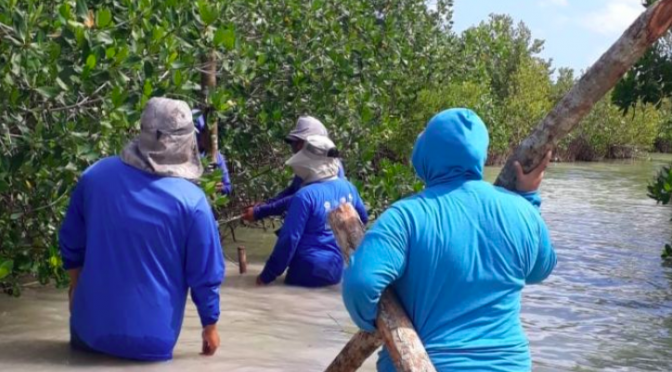 Yucatán – Degradación ”hormiga” del mangle impacta en costas de Yucatán: Cinvestav (La Jornada Maya)