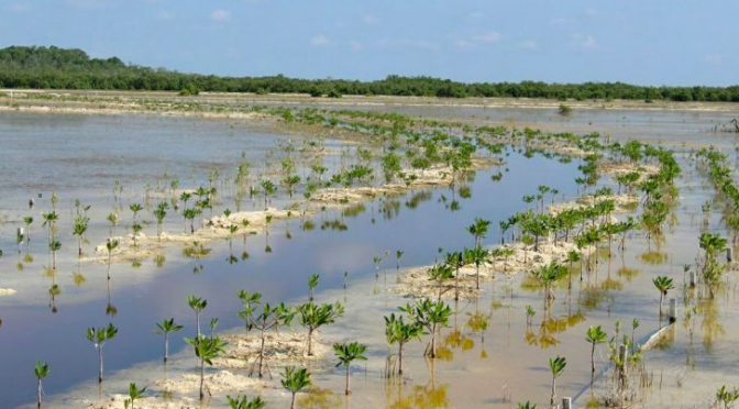 Campeche – Campeche, estado con mayor potencial de producir bonos azules por sus humedales (La Jornada Maya)