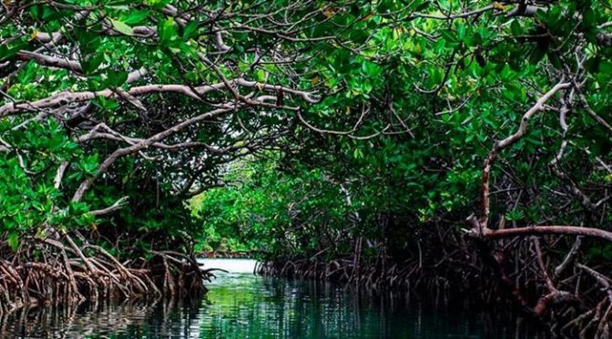 Mundo – Protección de los manglares otro reto para el planeta (Prensa Latina)
