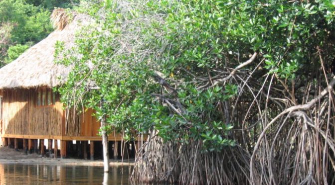 México – Incumple México ante ONU con programa recuperación y cuidado de manglares (Energia a debate)
