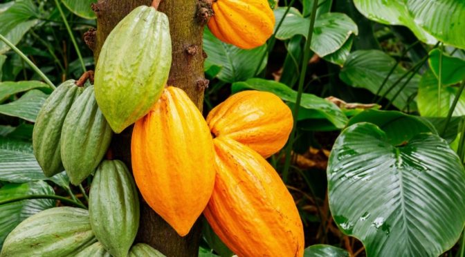 Mundo – ¿Cuál es la huella hídrica del cacao? (el Ágora)