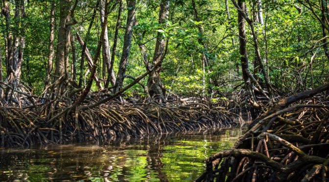 Mundo – El planeta ya ha perdido un tercio de sus manglares (el Ágora diario)
