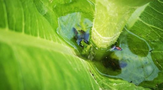 Mundo – Ciencia.-Microplásticos encontrados en agua retenida por hojas (Publimetro)