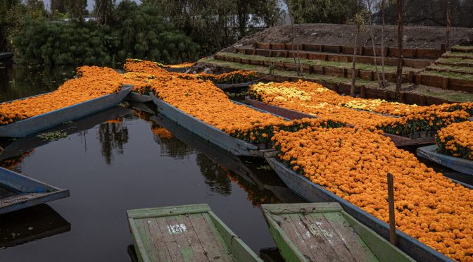 México – Curar el agua (y a México) con flores de cempasúchil (El País)