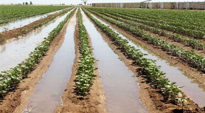 México – Ante sequía favorece Secretaría del Campo reservorios de agua (La Voz de la Frontera)