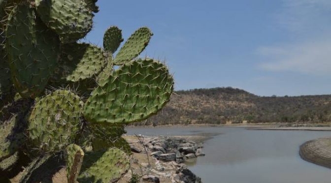 Guanajuato – Analizan a qué cultivos será destinada el agua almacenada en presas (El Sol de León)