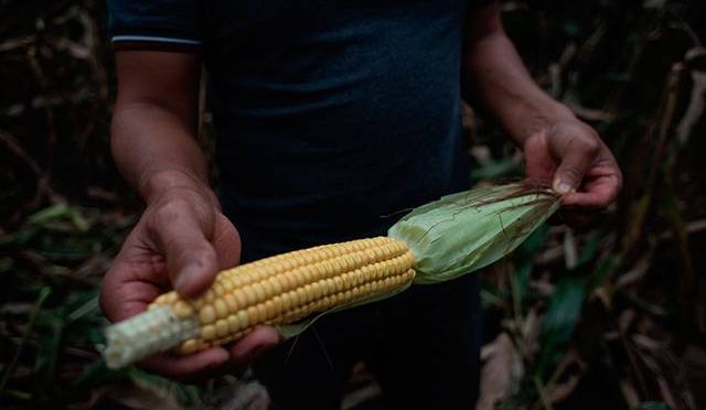 Veracruz – Falta de agua afectaría a cultivos de caña, chayote y maíz (El Sol de Orizaba)