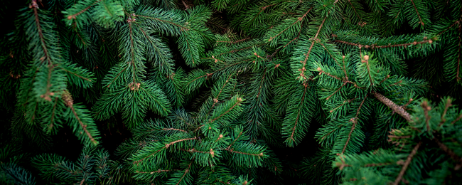 El dilema navideño: ¿Árbol artificial o árbol natural?