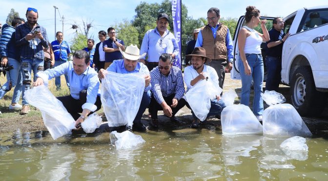 Guanajuato – Siembra SDAyR 1.2 millones de peces en cuerpos de agua estatales (Gobierno del Estado de Guanajuato)