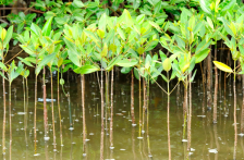 Veracruz-En Huayacocotla realizan programa “Fabriquemos agua reforestando” (Más Noticias)