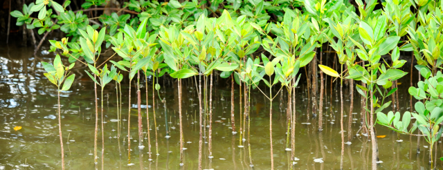 Ecosistemas acuáticos de México: manglares
