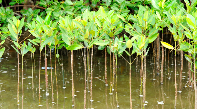Ecosistemas acuáticos de México: manglares