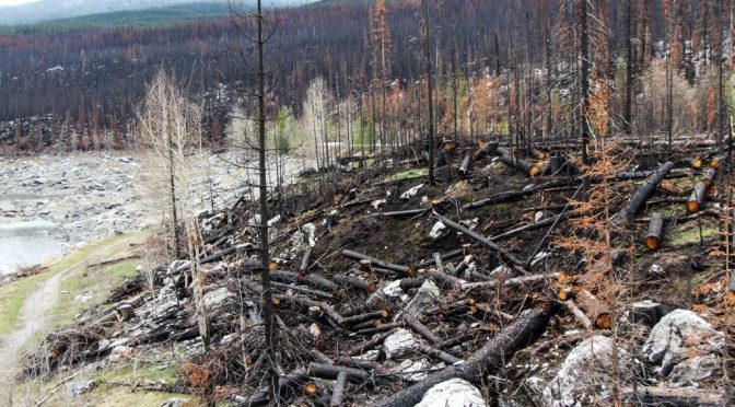 Mundo – Los desechos de los incendios forestales contaminan el agua potable (Tiempo)