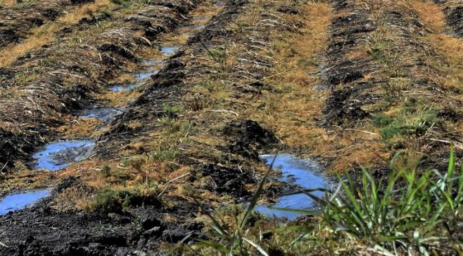 Guanajuato-Mala distribución de agua genera daños irreversibles al ecosistema (El Sol de Salamanca)