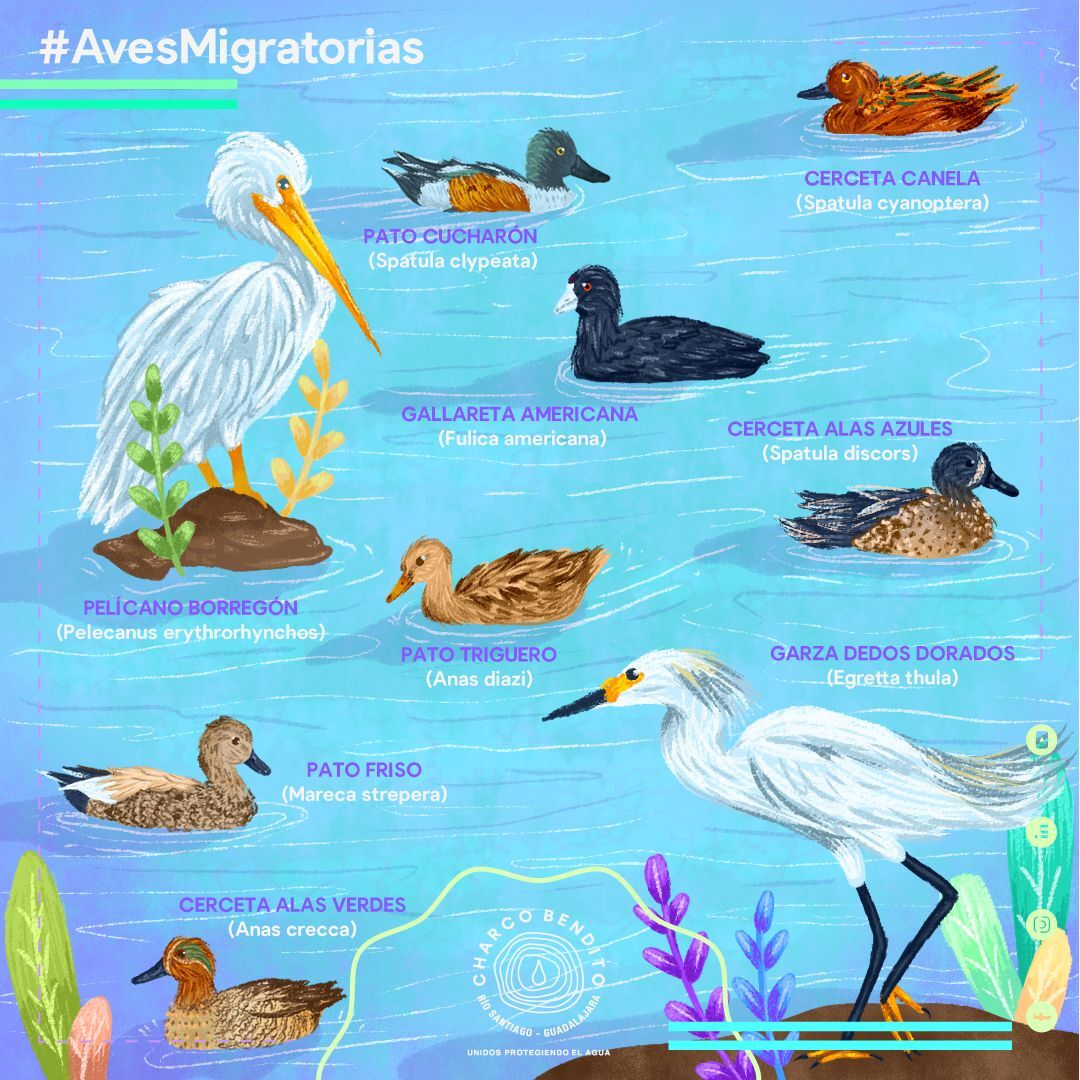 Infografía – Aves Migratorias (Charco Bendito)
