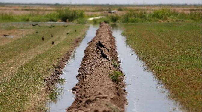 Monterrey – Riego por goteo ahorraría 67 por ciento del agua en NL, advierte experto (Milenio)