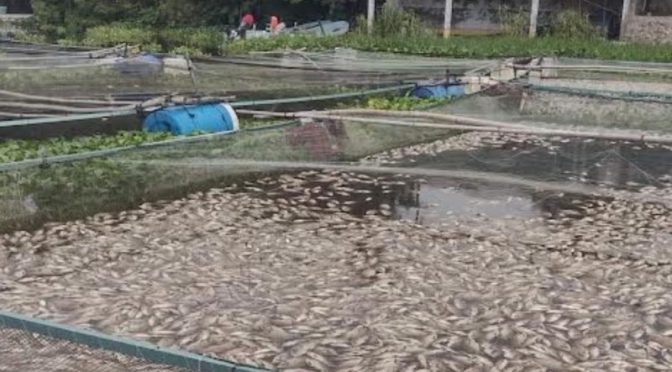 Veracruz-Agua de río se torna rojiza y acaba con 30 toneladas de mojarra en Veracruz (Excelsior)